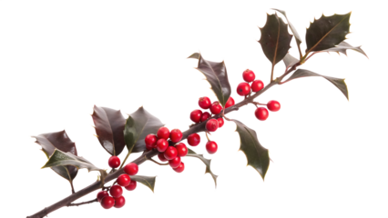 Single Holly Branch with Red Berries and Dark Green Leaves Isolated winter isolated on a transparent background