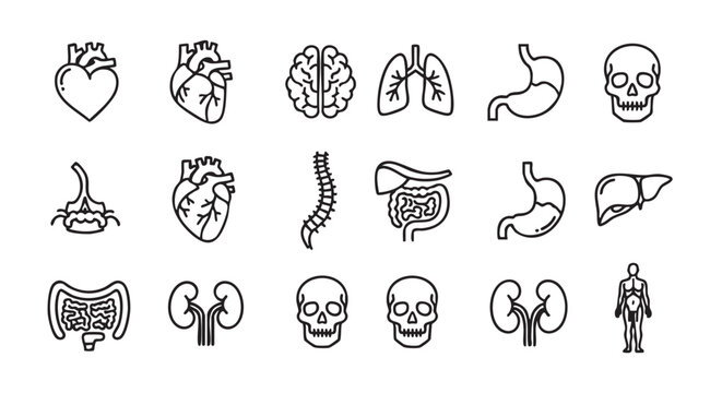 Human organ icon set representing anatomy and medical concepts vector design