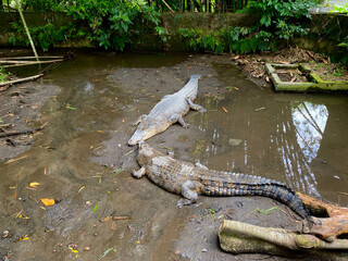 Two crocodiles alligators resting in murky pond at wildlife park zoo