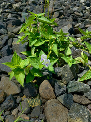 Asystasia gangetica or creeping foxglove plant growing among pebbles. Chinese violet or coromandel plant