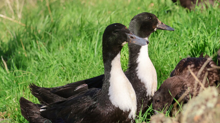 Cayuga x Black Swedish Hybrid ducks in the grass 