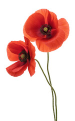 Obraz premium Vibrant red poppies against black isolated on a transparent background