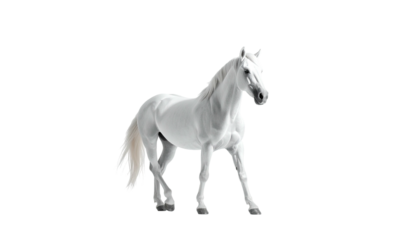 White horse standing, isolated on black background