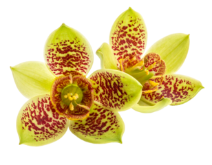 Close-up of two exotic, speckled blossoms with light green petals and deep maroon, intricate patterns, against black
