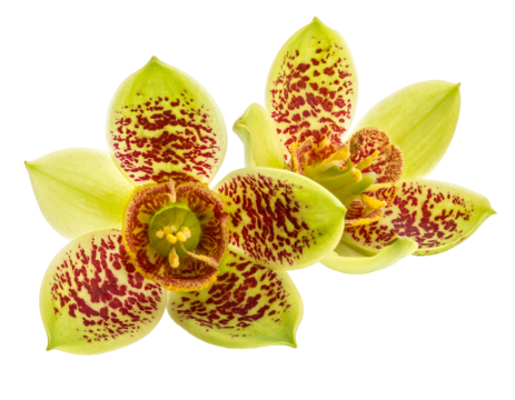 Close-up of two exotic, speckled blossoms with light green petals and deep maroon, intricate patterns, against black
