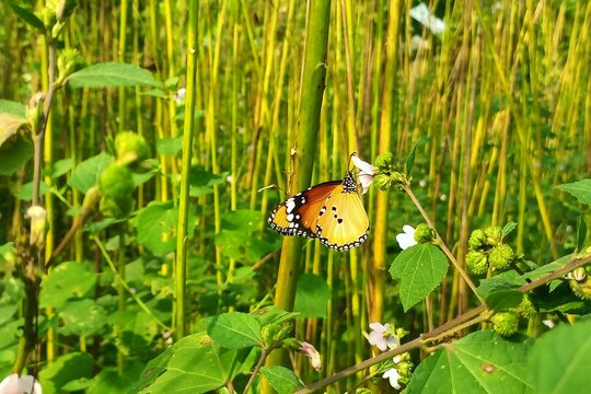 Plain tiger butterfly on urena lobata flower in natural environment