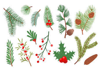 Christmas tree branches. New year decorative plants, winter holiday, evergreen fir sprigs with pine cones, red rowan berries, conifer and cedar foliage isolated splendid vector botanical set