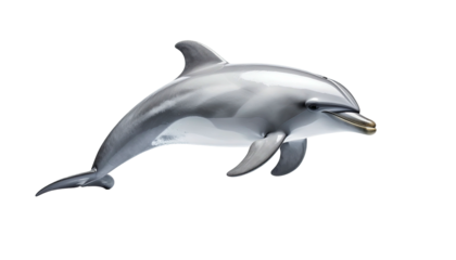 Sleek gray dolphin mid-leap, isolated on a dark background