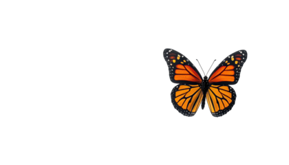 Monarch butterfly with open wings, isolated on a black backdrop