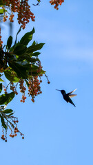 bird in the sky
