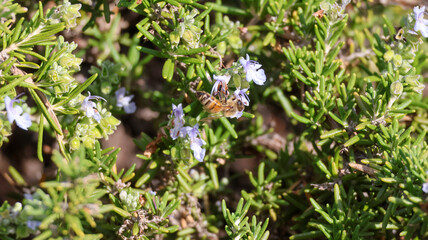 green rosemary in bloom with a bee collecting pollen 