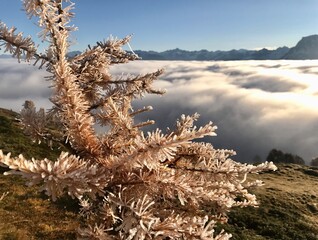 Delicate Small Frost Covered Larch Tree in the Engadin Above a Winter Sea of Fog Under a Deep Blue Sky and Mountains on the horizon
