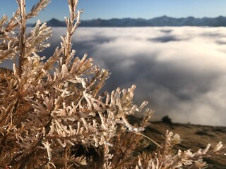 Delicate Small Frost Covered Larch Tree in the Engadin Above a Winter Sea of Fog Under a Deep Blue Sky and Mountains on the horizon
