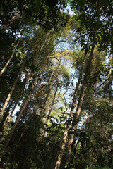 khai yai national park - thailand 
