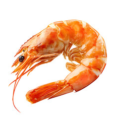 shrimp on a transparent background