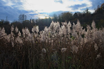 Vegetation in a field illuminated by the rays of the setting sun