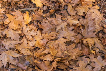 Dry maple leaves on the ground in autumn, close-up texture of fallen foliage.