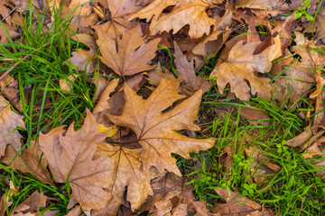 Dry maple leaves on the ground in autumn, close-up texture of fallen foliage.