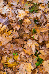 Dry maple leaves on the ground in autumn, close-up texture of fallen foliage.