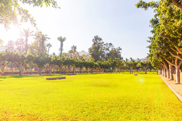  Green park lawn with rows of trees and palm trees on a sunny day in urban area.