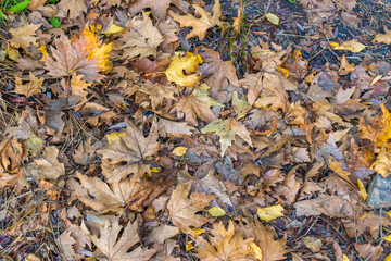 Dry maple leaves on the ground in autumn, close-up texture of fallen foliage.