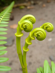 Close-up of bright green fern fiddleheads with long stems on a muted background, showcasing natural textures and emerging plant growth