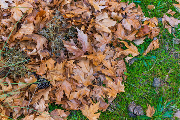 Dry maple leaves on the ground in autumn, close-up texture of fallen foliage.