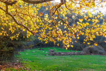 Autumn tree branches with yellow leaves hanging over a green meadow in sunlight.