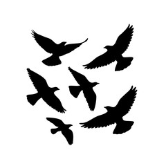 Fototapeta premium Group of flying black bird silhouettes on white backdrop Vector, illustration