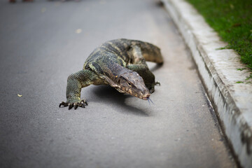Scary Monitor Giant Asian Lizard portrait on a urban tarmac scene in Lumpini Park, Bangkok, Thailand
