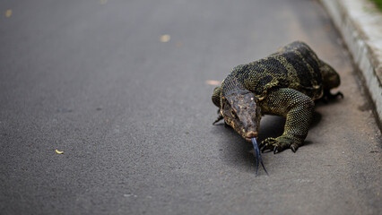 Scary Monitor Giant Asian Lizard portrait on a urban tarmac scene in Lumpini Park, Bangkok, Thailand
