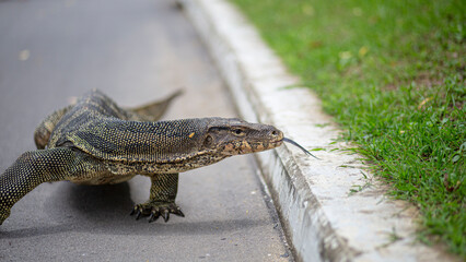 Scary Monitor Giant Asian Lizard portrait on a urban tarmac scene in Lumpini Park, Bangkok, Thailand