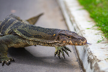 Scary Monitor Giant Asian Lizard portrait on a urban tarmac scene in Lumpini Park, Bangkok, Thailand