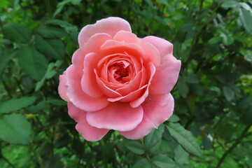 可愛いピンクのバラ