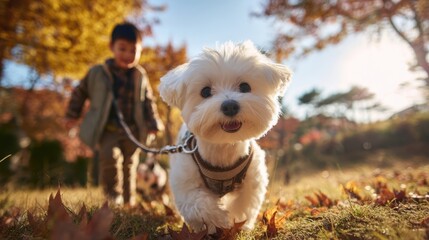 公園でお散歩する犬