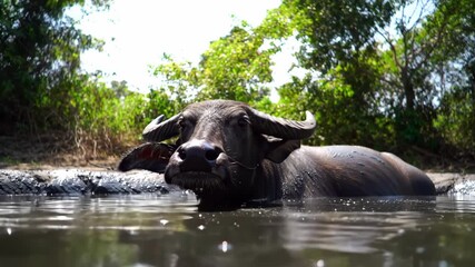 Water buffalo resting in a river with green trees background. Animal and wildlife concept.