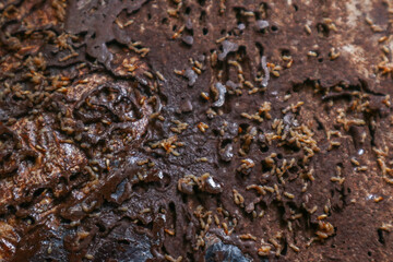 A termite nest after being sprayed with an insect spray. Termite colony carcass.
