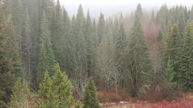 a forest in northeastern Europe during light drizzle and fog in mid-autumn