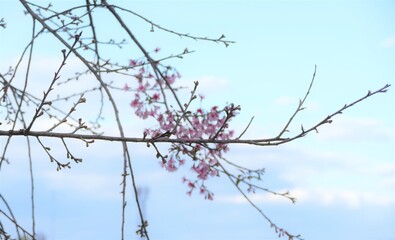 Beautiful botanical shot, pink cherry blossom on tree branches against blue sky in spring season, Thailand, selective focus