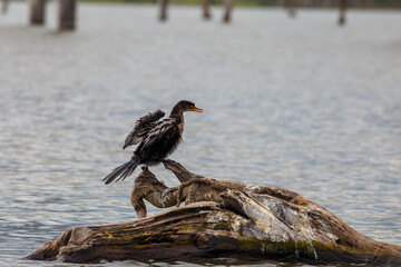 Fototapeta premium Cormorán Africano o Pato Aguja secando sus alas al sol, posado en un tronco flotante en el Lago Naivasha, Kenia.