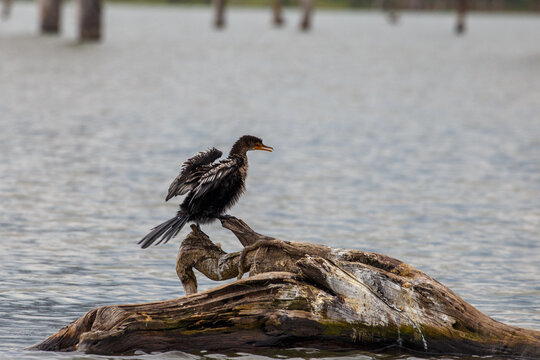 Cormor&aacute;n Africano o Pato Aguja secando sus alas al sol, posado en un tronco flotante en el Lago Naivasha, Kenia.