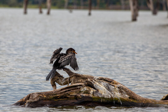 Cormor&aacute;n Africano o Pato Aguja secando sus alas al sol, posado en un tronco flotante en el Lago Naivasha, Kenia.