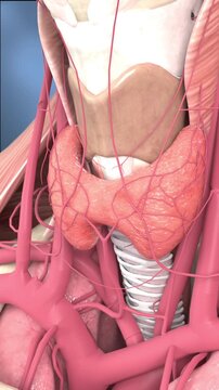 Thyroid cancer, thyroid nodules, hyperthyroidism, goiter, thyroid tumors, metastatic cancer, endocrine disorders, glandular anatomy, pharyngeal masses, human neck anatomy,3D animation. Vertical video.