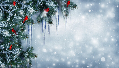 Festive winter holiday background with red cardinal birds perched on a snow-covered evergreen branch with hanging icicles
