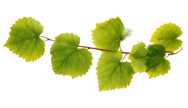 A vibrant green branch with leaves isolated on transparent background