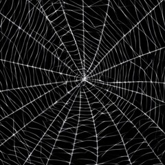Obraz premium detailed spiderweb texture against black