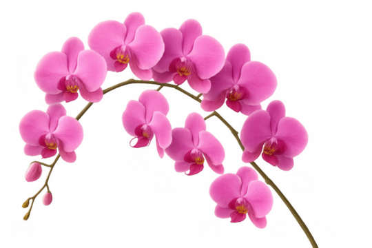 Pink phalaenopsis orchid branch with vibrant blossoms and developing buds, symbolizing natural beauty, growth, and purity, on transparent background