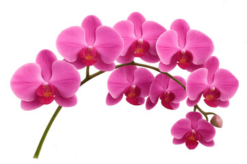 Vibrant pink phalaenopsis orchids blooming on a stem, showcasing exotic tropical beauty with transparent background