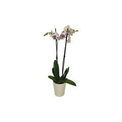 Phalaenopsis, Orchid, Ceramic Pot