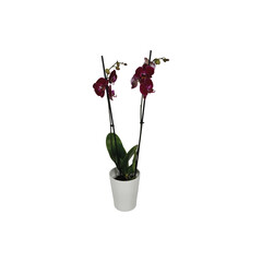 Orchid, Phalaenopsis, Plant in Pot, Plant in Ceramic, Home Deco, interior planting, landscaping, flowering, flowers, 300DPI, white background